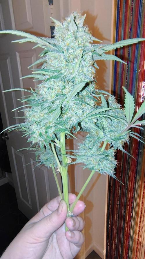 Fastbuds Champions line. Week 9
