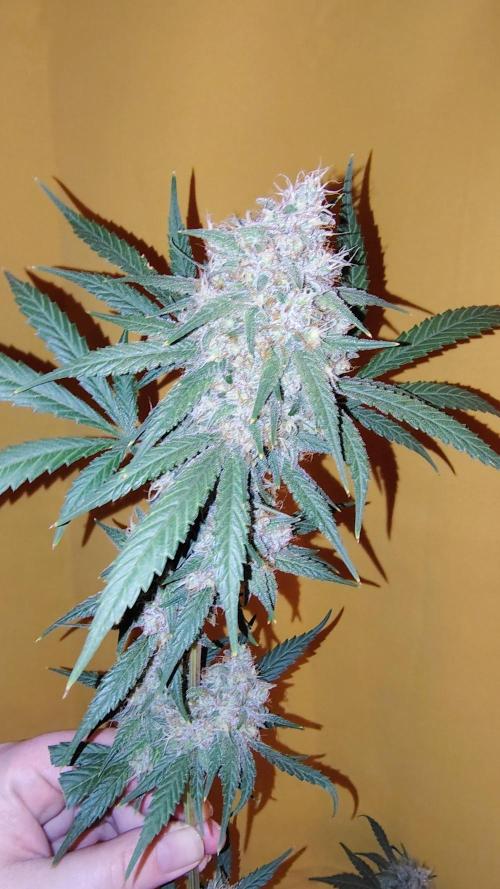 Fastbuds Champions line. Week 9