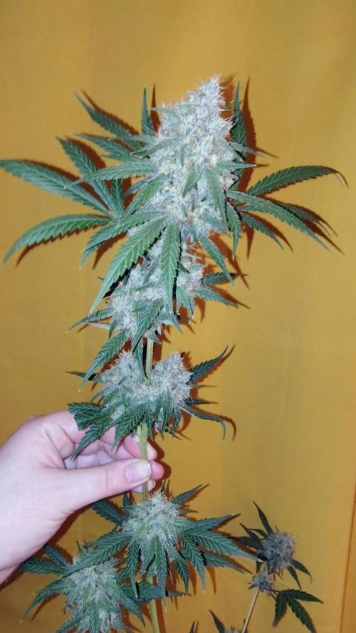 Fastbuds Champions line. Week 9