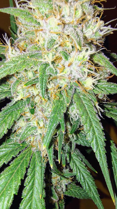 Fastbuds Champions line. Week 9