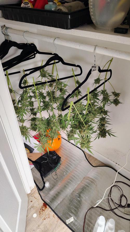 Fastbuds Champions line. Week 9