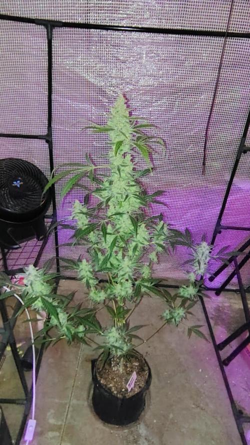 Fastbuds Champions line. Week 9 - Banana Guava 