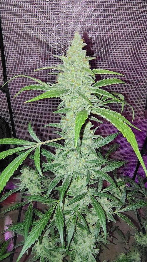 Fastbuds Champions line. Week 9 - Banana Guava 