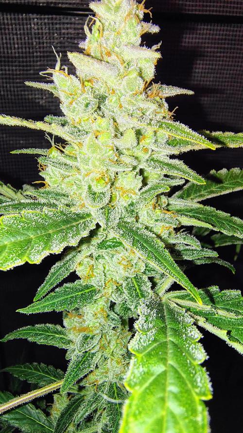 Fastbuds Champions line. Week 9 - Banana Guava 
