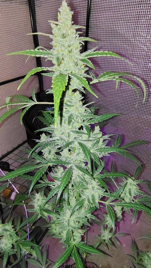 Fastbuds Champions line. Week 9 - Banana Guava 
