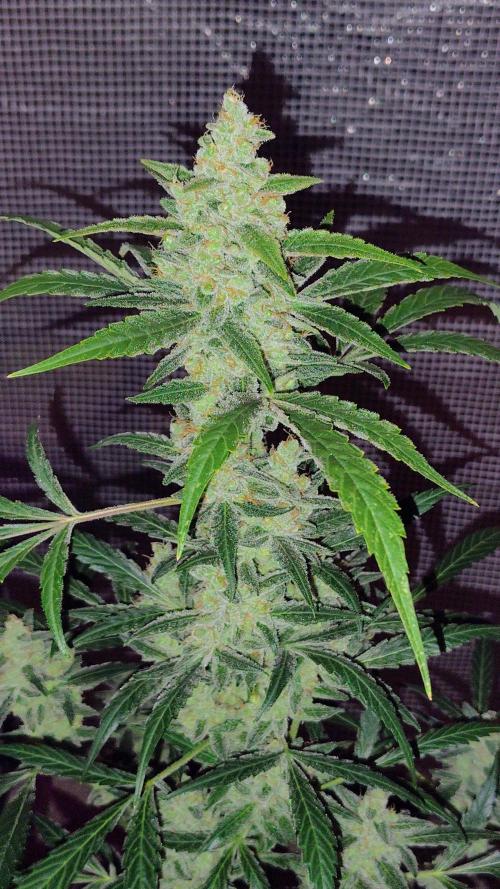 Fastbuds Champions line. Week 9 - Banana Guava 