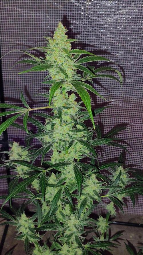 Fastbuds Champions line. Week 9 - Banana Guava 