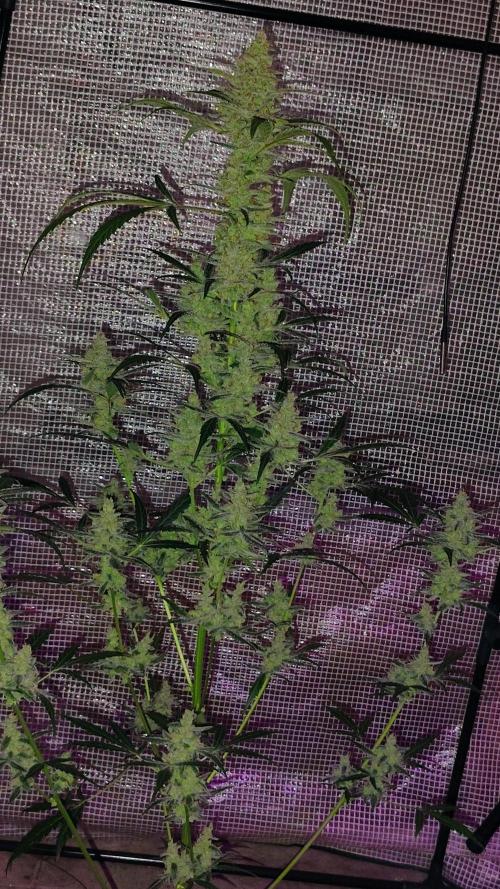 Fastbuds Champions line. Week 9 - Banana Guava 
