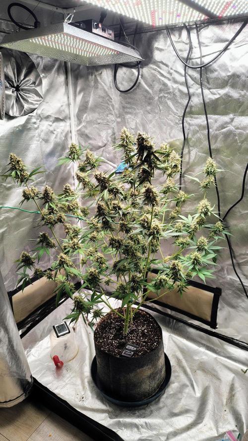 Fastbuds Champions line. Week 9 - Guava Runtz