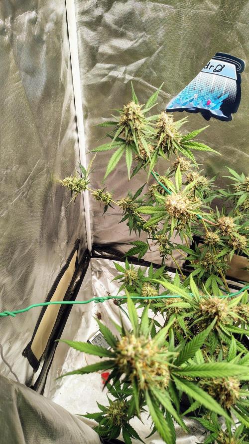 Fastbuds Champions line. Week 9 - Guava runtz