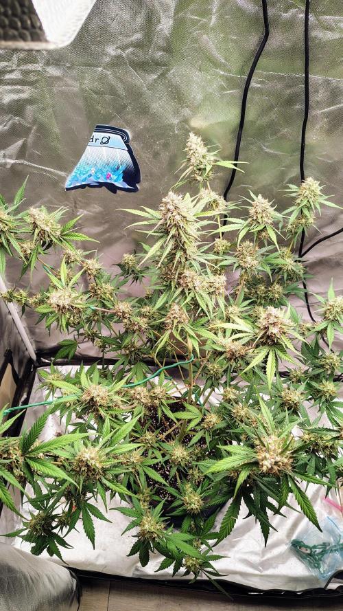 Fastbuds Champions line. Week 9 - Guava runtz