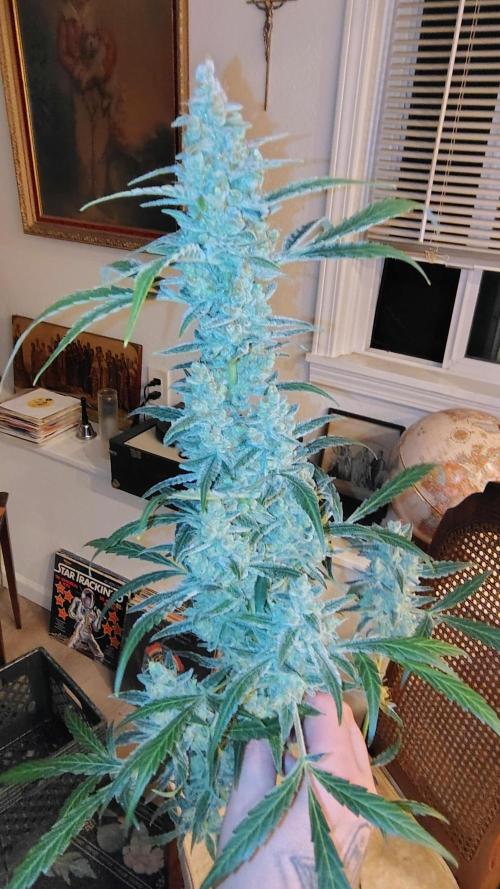 Fastbuds Champions line. Week 10