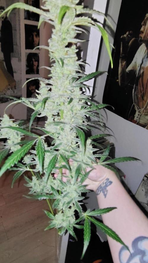 Fastbuds Champions line. Week 10