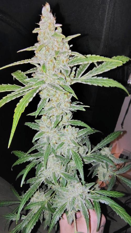 Fastbuds Champions line. Week 10