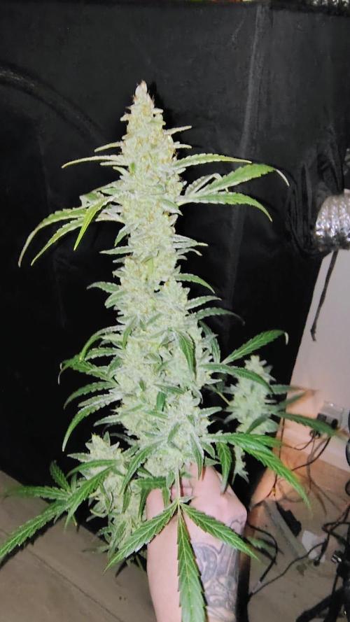 Fastbuds Champions line. Week 10