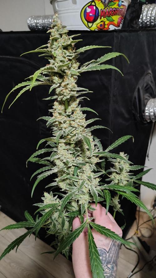 Fastbuds Champions line. Week 10