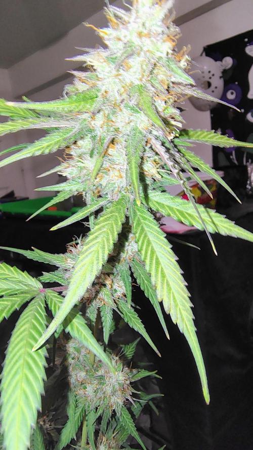 Fastbuds Champions line. Week 10