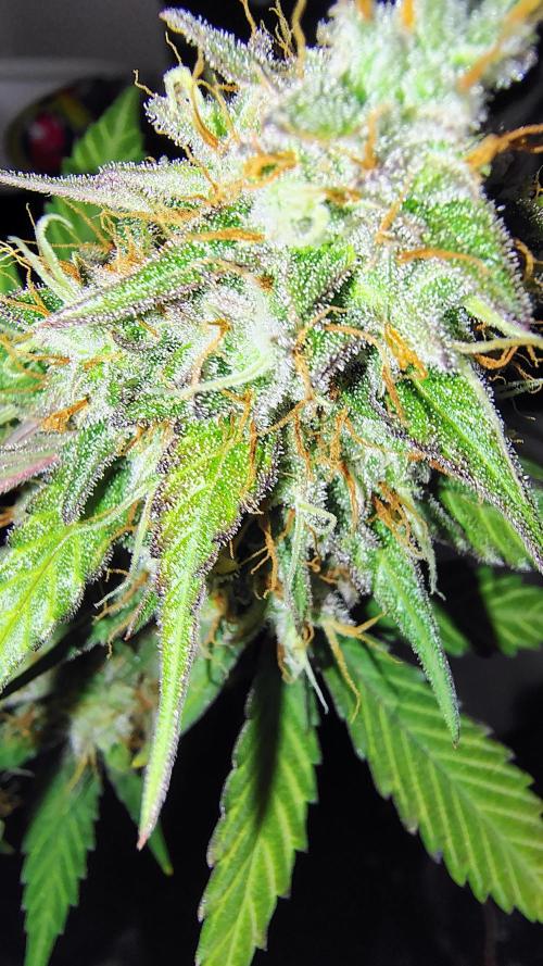 Fastbuds Champions line. Week 10