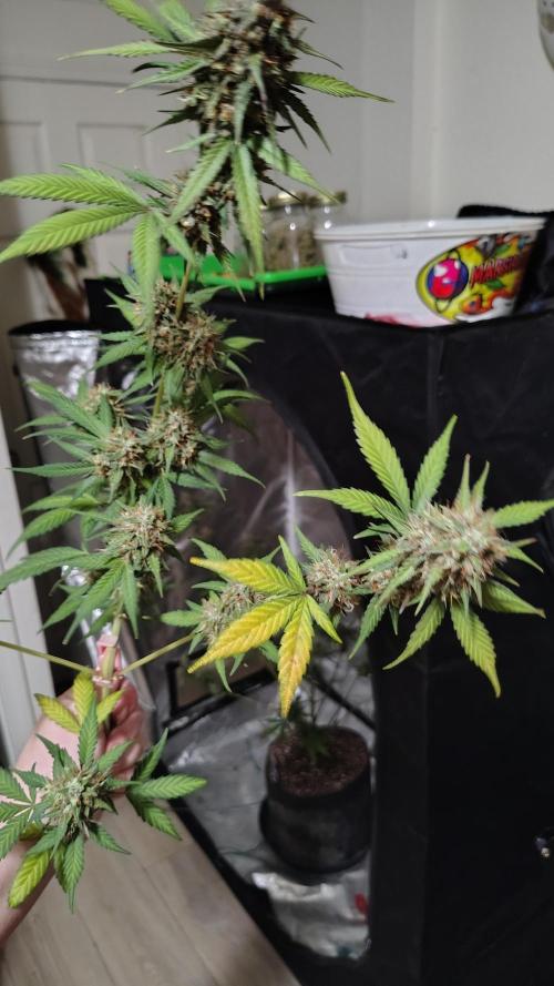 Fastbuds Champions line. Week 10