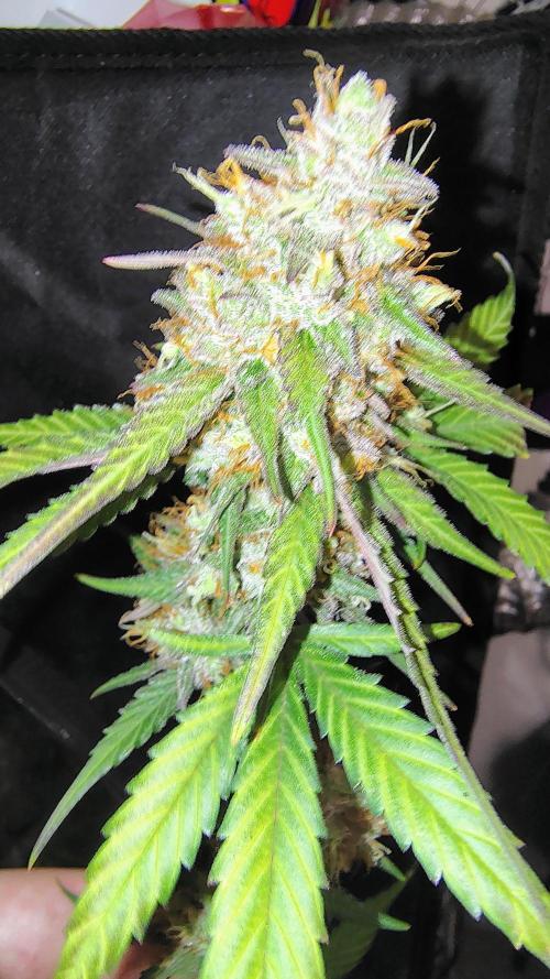 Fastbuds Champions line. Week 10