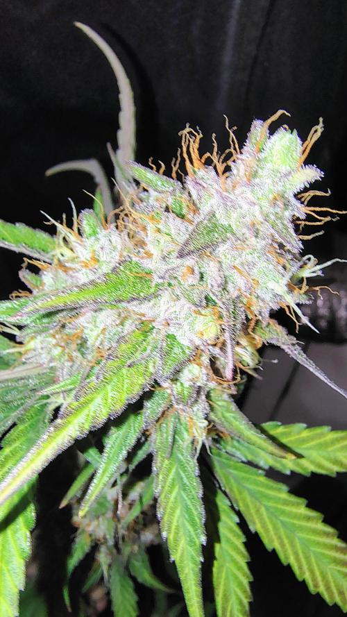 Fastbuds Champions line. Week 10
