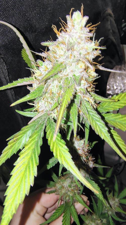 Fastbuds Champions line. Week 10