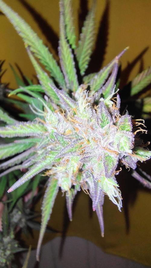 Fastbuds Champions line. Week 10
