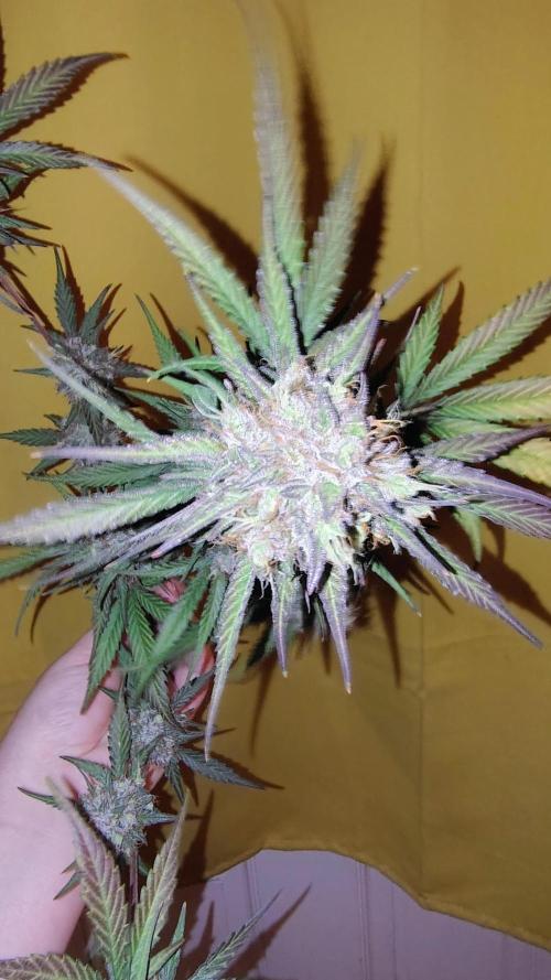 Fastbuds Champions line. Week 10