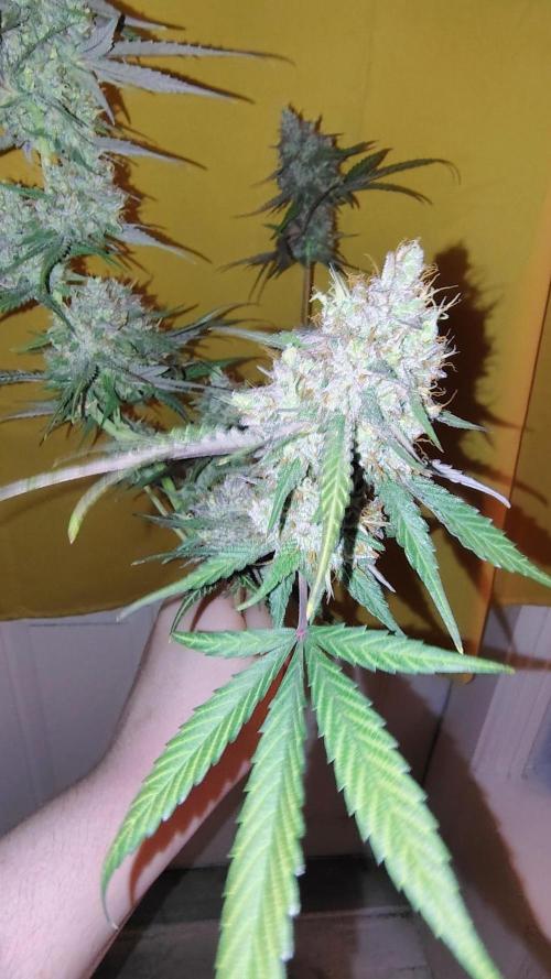 Fastbuds Champions line. Week 10