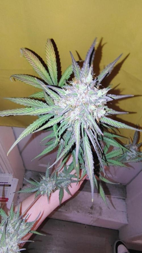 Fastbuds Champions line. Week 10