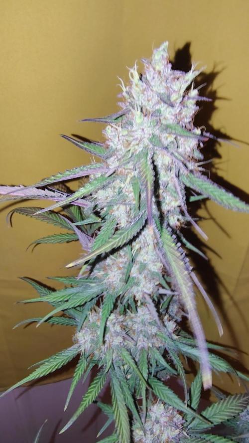 Fastbuds Champions line. Week 10