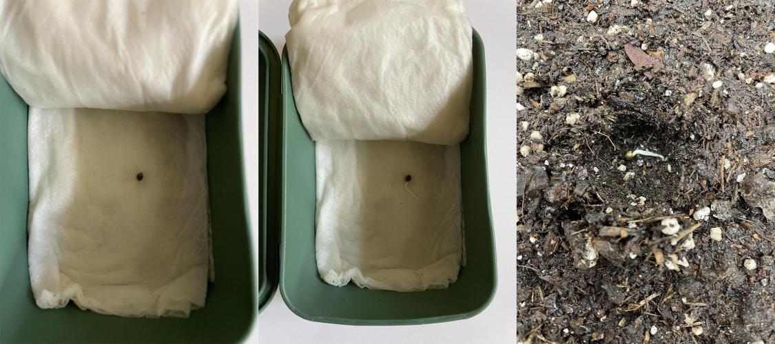 Gelato - Eigenbau-Growbox - Grow #3. Week 0 - links: Samen "Tag 0-0"
mitte/rechts: Samen mit Keimwurzel an "Tag 0-3"