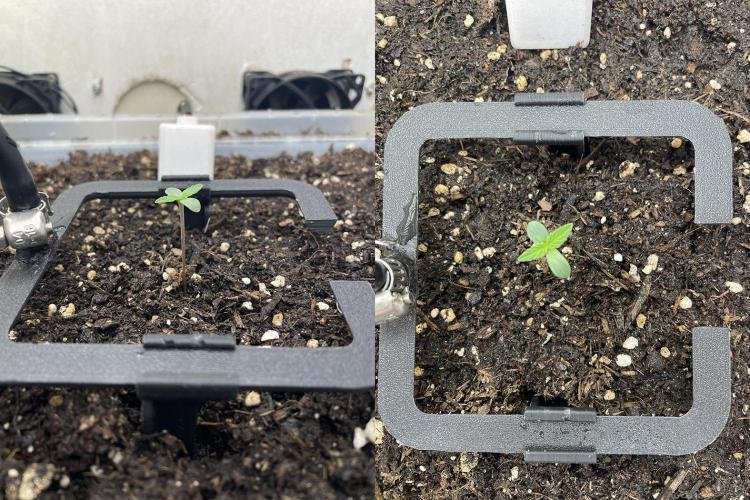 Gelato. Week 1
