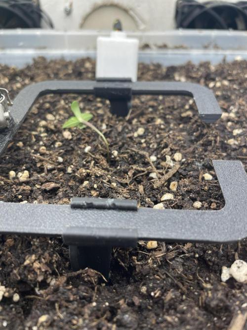 Gelato - Eigenbau-Growbox - Grow #3. Week 0 - Versuch 1 - Tag 3 -  gescheitert