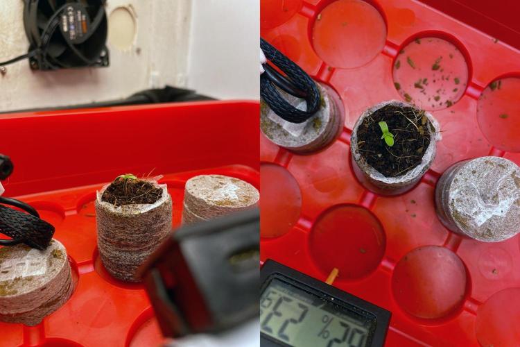 Gelato - Eigenbau-Growbox - Grow #3. Week 1 - Tag 1
