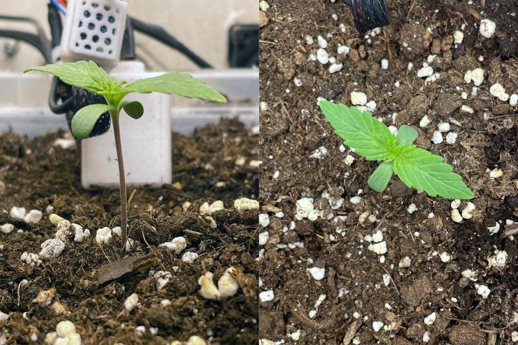 Gelato - Eigenbau-Growbox - Grow #3. Week 1 - Tag 6