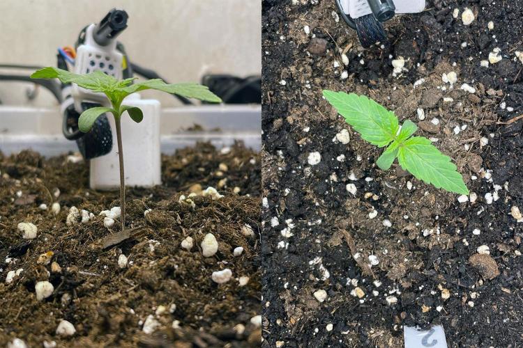 Gelato - Eigenbau-Growbox - Grow #3. Week 1 - Tag 7 - Bild 1