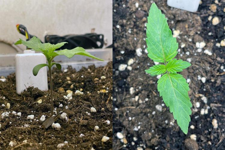 Gelato - Eigenbau-Growbox - Grow #3. Week 2 - Tag 08