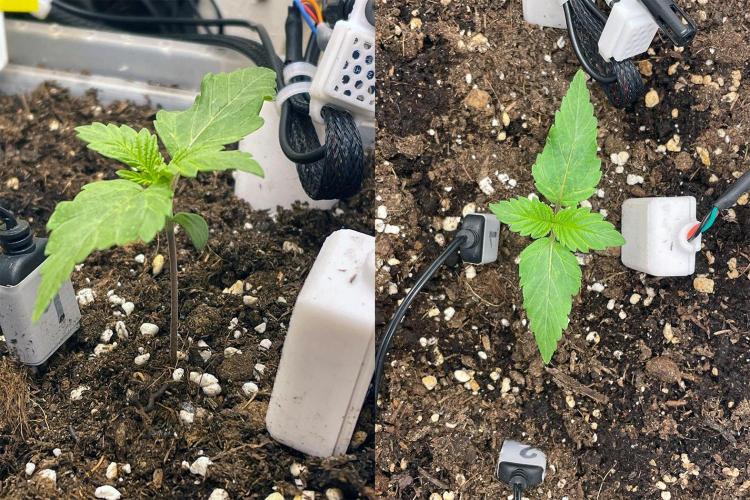 Gelato - Eigenbau-Growbox - Grow #3. Week 2 - Tag 09