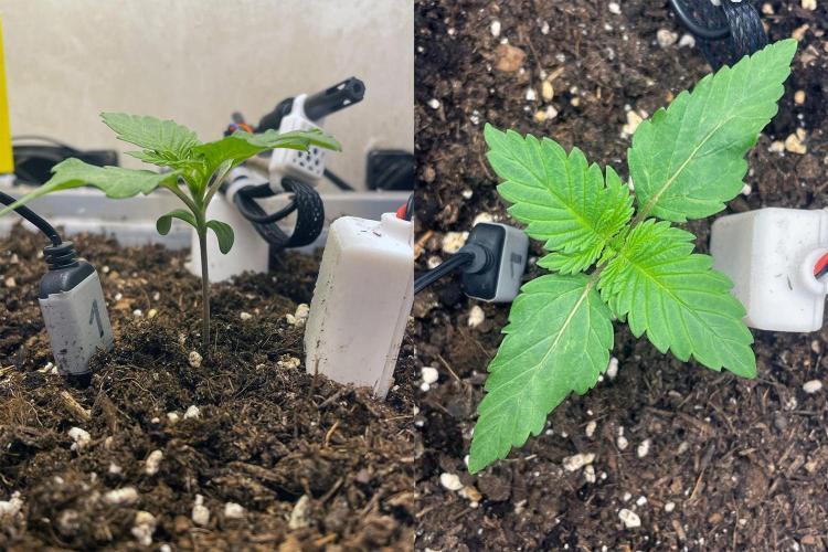 Gelato - Eigenbau-Growbox - Grow #3. Week 2 - Tag 10