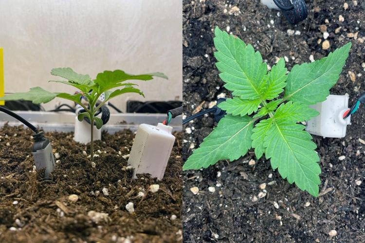 Gelato - Eigenbau-Growbox - Grow #3. Week 2 - Tag 11