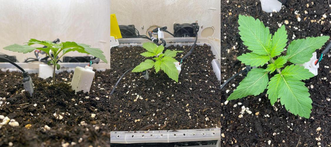 Gelato - Eigenbau-Growbox - Grow #3. Week 2 - Tag 12 (früh)