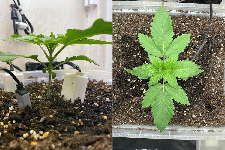 Gelato - Eigenbau-Growbox - Grow #3. Week 2 - Tag 14 - Bild 1