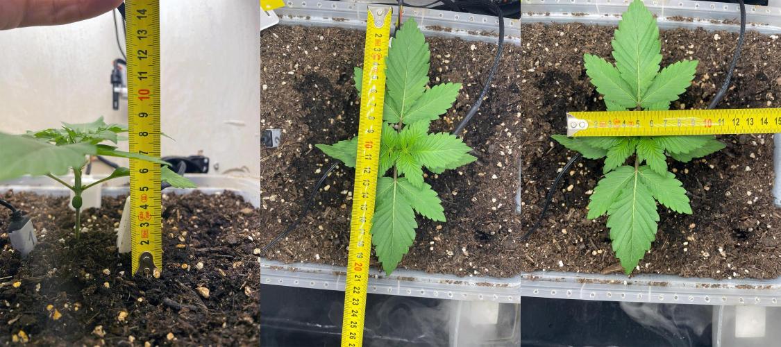 Gelato - Eigenbau-Growbox - Grow #3. Week 2 - Tag 14 - Bild 2