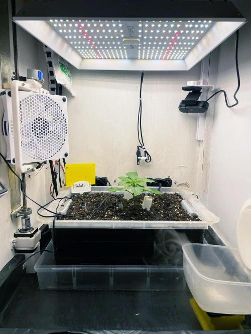 Gelato - Eigenbau-Growbox - Grow #3. Week 2 - Tag 14 - Bild 3