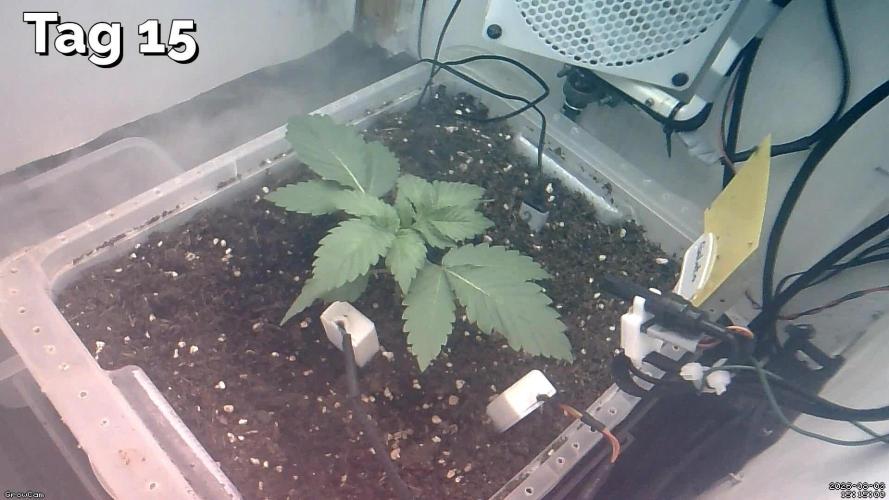 Gelato - Eigenbau-Growbox - Grow #3