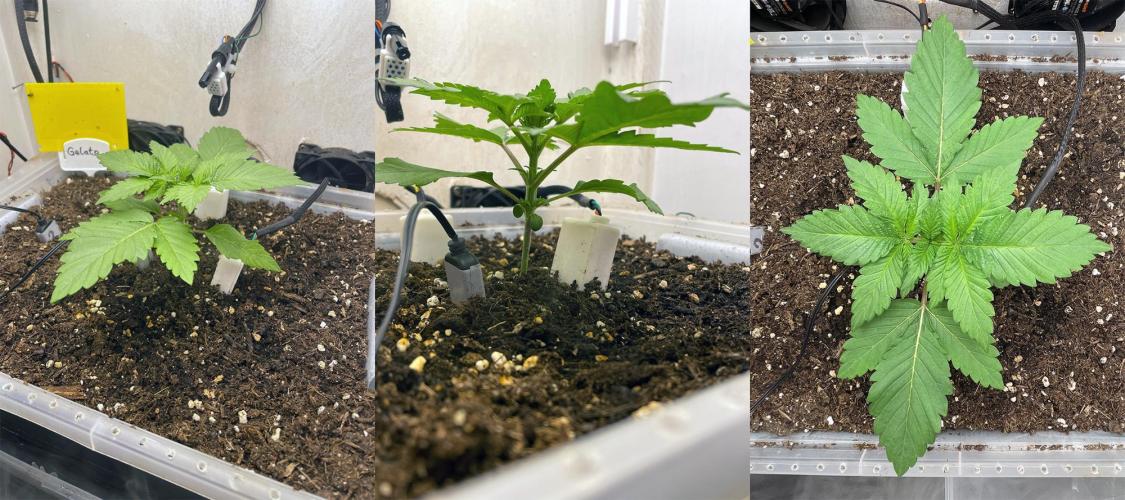 Gelato - Eigenbau-Growbox - Grow #3. Week 3 - Tag 15