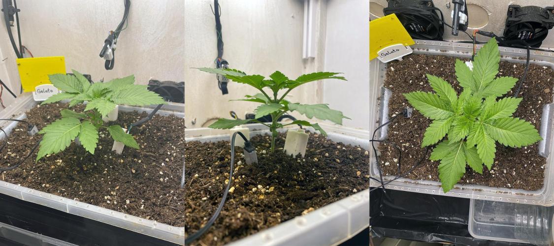 Gelato - Eigenbau-Growbox - Grow #3. Week 3 - Tag 16