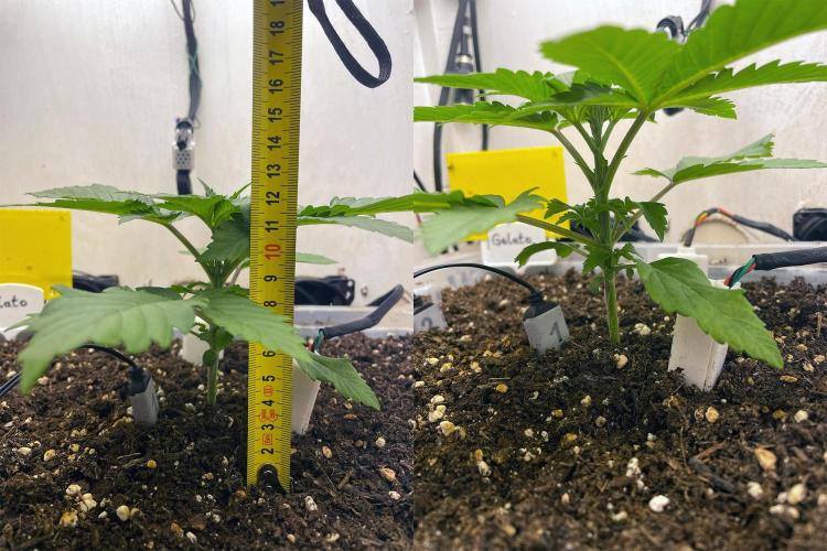 Gelato - Eigenbau-Growbox - Grow #3. Week 3 - Tag 17 - Bild 1