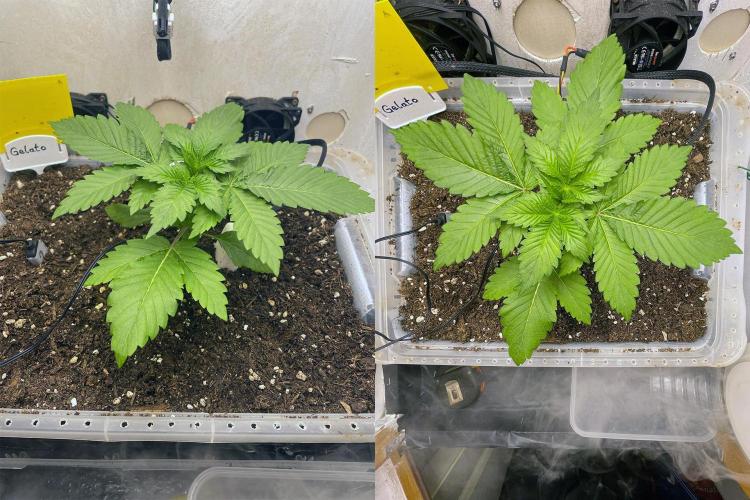 Gelato - Eigenbau-Growbox - Grow #3. Week 3 - Tag 17 - Bild 2